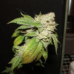 Larry OG Kush - Feminised - Cali Connection