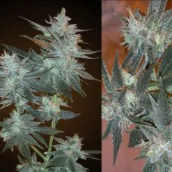 L.A. Ultra - Regular - Resin Seeds