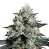 Lava Freeze - 5PACK - Feminised - Super Sativa Seed Club -Uitgelichte Plantenzaadwinkel lava freeze