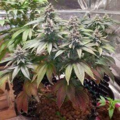 Lava Freeze - 5PACK - Feminised - Super Sativa Seed Club -Uitgelichte Plantenzaadwinkel lava freeze super sativa strains club grow
