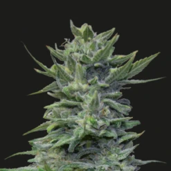 Lavanda Cream - 5-pack - Feminised - Kalashnikov Seeds