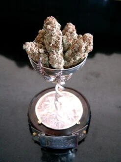 Lavender - Regular - Soma's Seeds