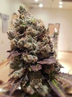 Lee Roy - 12PACK - Regular - Rare Dankness