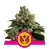 Legendary OG Punch (Formerly Legendary Punch) - Feminised - Royal Queen Seeds -Uitgelichte Plantenzaadwinkel legendary punch