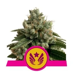 Legendary OG Punch (Formerly Legendary Punch) - Feminised - Royal Queen Seeds