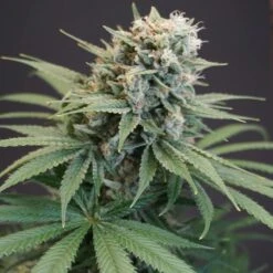 Lemello - 6PACK - Feminised - Karma Genetics