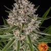 Lemon Haze Auto - Feminised - Barney's Farm -Uitgelichte Plantenzaadwinkel lemon haze auto circle new 21 422566