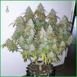 Lemon Ice - 5-pack - Feminised - Amsterdam Genetics 10 Lemon Ice - 5-pack - Feminised - Amsterdam Genetics -Uitgelichte Plantenzaadwinkel lemon ice 2