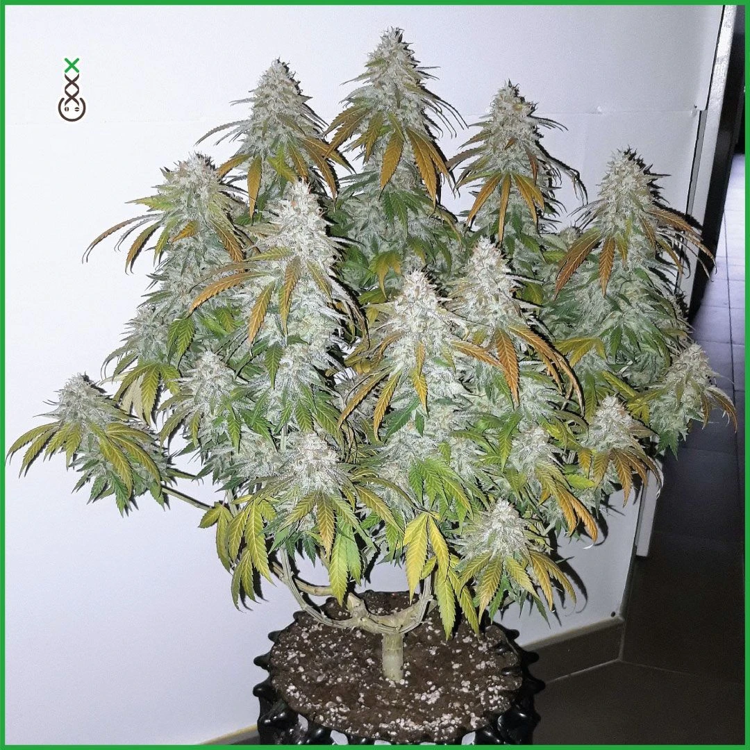 Lemon Ice - 5-pack - Feminised - Amsterdam Genetics 6 Lemon Ice - 5-pack - Feminised - Amsterdam Genetics - Afbeelding 4