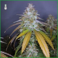 Lemon Ice - 5-pack - Feminised - Amsterdam Genetics 9 Lemon Ice - 5-pack - Feminised - Amsterdam Genetics -Uitgelichte Plantenzaadwinkel lemon ice