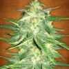 Lemon AK Auto - 5PACK - Feminised - Fast Buds Seeds 1 Lemon AK Auto - 5PACK - Feminised - Fast Buds Seeds -Uitgelichte Plantenzaadwinkel lemon ak