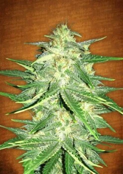 Lemon AK Auto - 5PACK - Feminised - Fast Buds Seeds