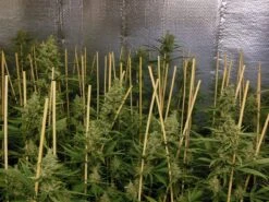 Lemon Bubble - 5PACK - Feminised - Pheno Finder Seeds