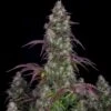 Lemon Pie Auto - 5-pack - Feminised - Fast Buds Seeds