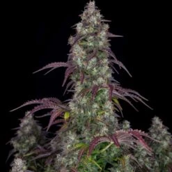 Lemon Pie Auto - 5-pack - Feminised - Fast Buds Seeds