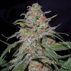 Lemon Skunk - Feminised - DNA Genetics -Uitgelichte Plantenzaadwinkel lemon skunk 2 by mrm grande