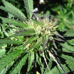 Lemon Skunk - Feminised - DNA Genetics -Uitgelichte Plantenzaadwinkel lemon skunk by battman grande