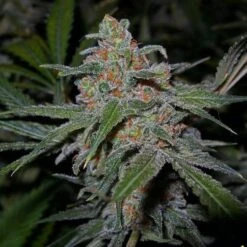 Lemon Skunk - Feminised - DNA Genetics -Uitgelichte Plantenzaadwinkel lemon skunk by mrm grande