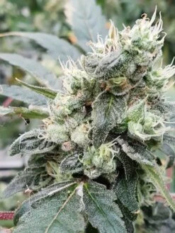 Lemonade Auto - Feminised - Paradise Seeds