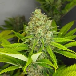 Lemongrass - 5-pack - Feminised - Amsterdam Genetics -Uitgelichte Plantenzaadwinkel lemongrass gardenofherbs