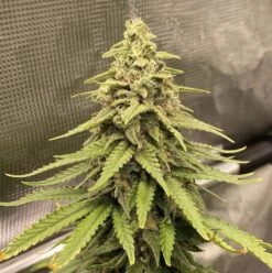 Lemongrass - 5-pack - Feminised - Amsterdam Genetics -Uitgelichte Plantenzaadwinkel lemongrass totogrow