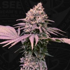 London Mint Cake - 5PACK - Feminised - T.H.Seeds -Uitgelichte Plantenzaadwinkel london mint cake