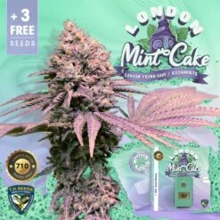 London Mint Cake - 5PACK - Feminised - T.H.Seeds