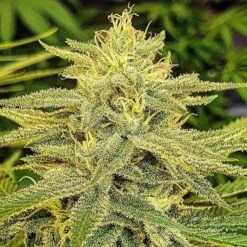 Lord Kush - 5-pack - Feminised - Delicious Seeds -Uitgelichte Plantenzaadwinkel lord kush 0 2