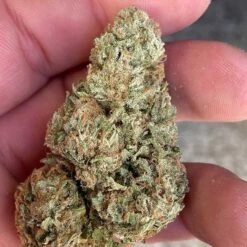 Lord Kush - 5-pack - Feminised - Delicious Seeds -Uitgelichte Plantenzaadwinkel lord kush 3 2