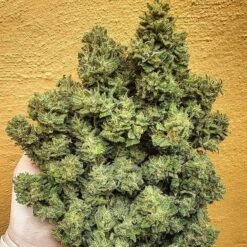 Lord Kush - 5-pack - Feminised - Delicious Seeds -Uitgelichte Plantenzaadwinkel lord kush 6 1