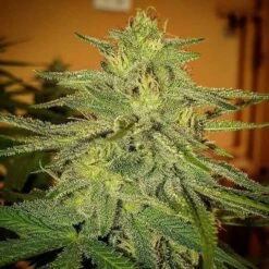 Lord Kush - 5-pack - Feminised - Delicious Seeds -Uitgelichte Plantenzaadwinkel lord kush 7 1