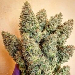 Lord Kush - 5-pack - Feminised - Delicious Seeds -Uitgelichte Plantenzaadwinkel lord kush 8 2