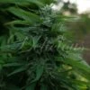 Lord Kush - 5-pack - Feminised - Delicious Seeds -Uitgelichte Plantenzaadwinkel lord kush web 4 1