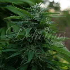 Lord Kush - 5-pack - Feminised - Delicious Seeds
