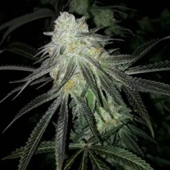 Lots Of Zkittlez - 6PACK - Feminised - The Plug Seeds