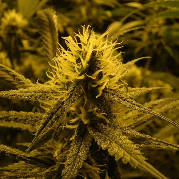 Lemon Skunk - Feminised - Green House 6 Lemon Skunk - Feminised - Green House - Afbeelding 4