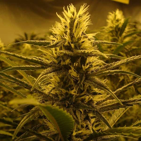Lemon Skunk - Feminised - Green House 7 Lemon Skunk - Feminised - Green House - Afbeelding 5