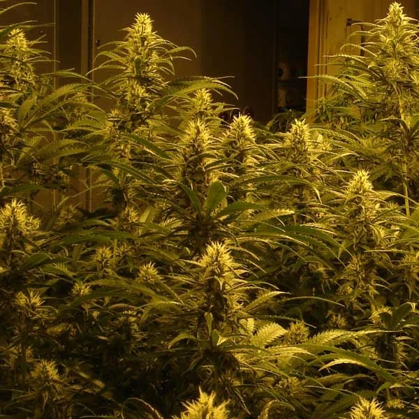 Lemon Skunk - Feminised - Green House 4 Lemon Skunk - Feminised - Green House - Afbeelding 2