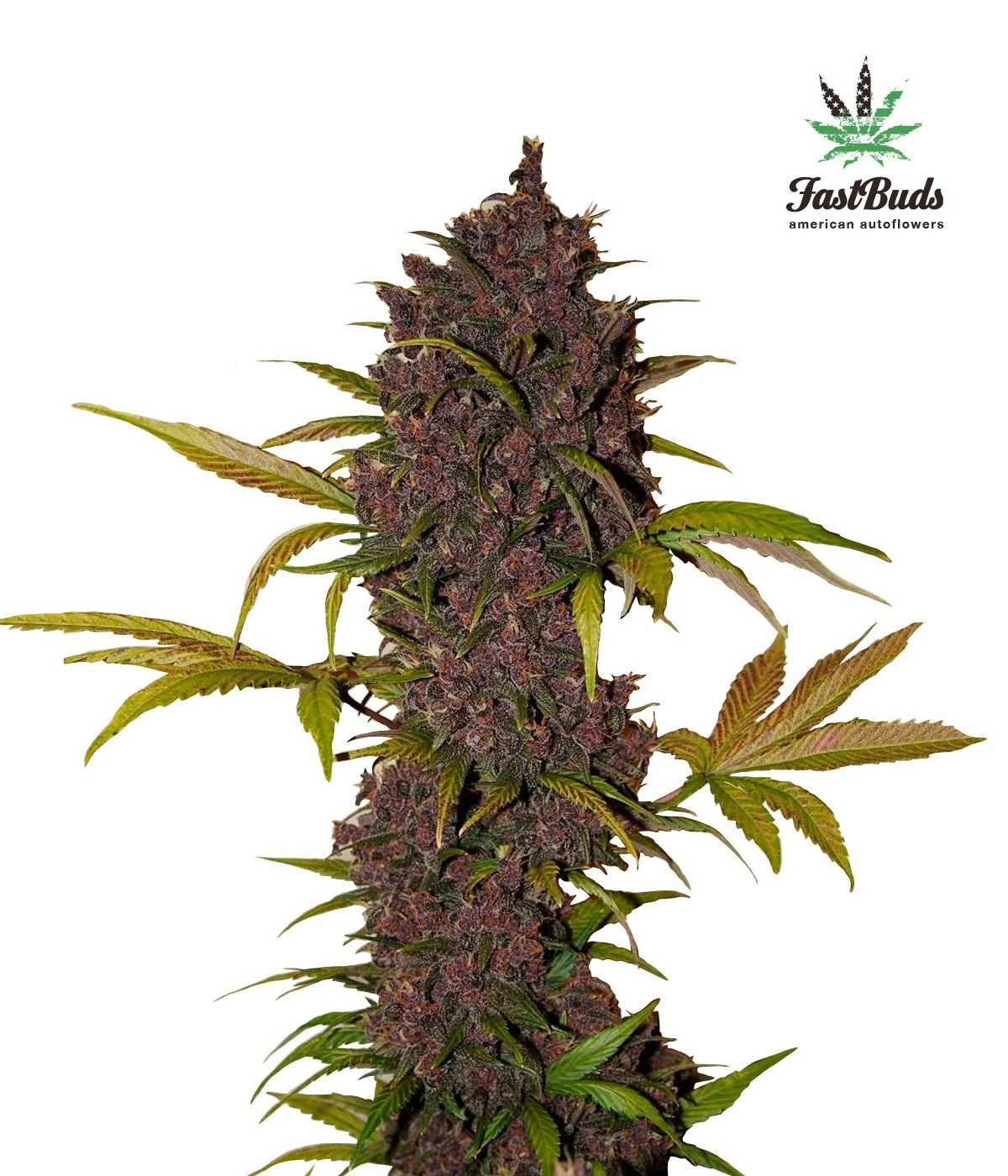 LSD-25 AUTO - 5PACK - Feminised - Fast Buds Seeds 3 LSD-25 AUTO - 5PACK - Feminised - Fast Buds Seeds