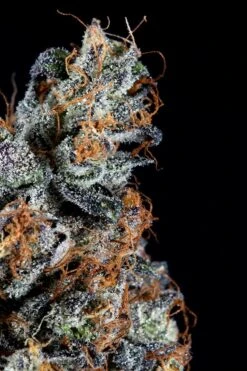 Luxar-dos - Feminised - Compound Genetics -Uitgelichte Plantenzaadwinkel luxar dos compound genetics1