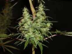 Maharaja Haze - 5-pack - Feminised - Khalifa Genetics 6 Maharaja Haze - 5-pack - Feminised - Khalifa Genetics -Uitgelichte Plantenzaadwinkel maharaja haze feminized seeds 1 1