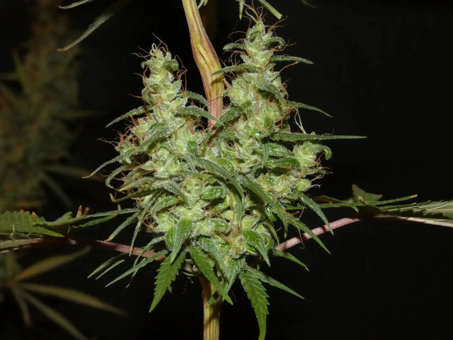 Maharaja Haze - 5-pack - Feminised - Khalifa Genetics 4 Maharaja Haze - 5-pack - Feminised - Khalifa Genetics - Afbeelding 2