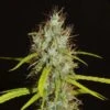 Maharaja Haze - 5-pack - Feminised - Khalifa Genetics -Uitgelichte Plantenzaadwinkel maharaja haze strain new 1 scaled 1