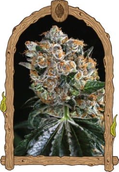 Malasaña Cookies - 5PACK - Feminised - Exotic Seed