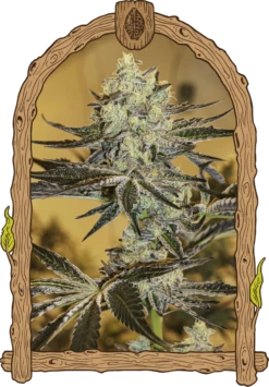 Malasaña Gelato - 5PACK - Feminised - Exotic Seed
