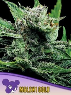Malawi Gold - 5-pack - Feminised - Anesia Seeds