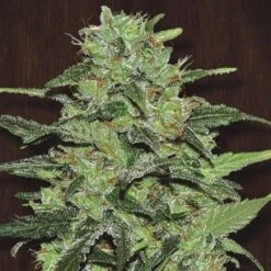 Malawi - 5-pack - Feminised - ACE Seeds