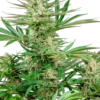 Malibu OG Gold - Feminised - Sensi Seeds 1 Malibu OG Gold - Feminised - Sensi Seeds -Uitgelichte Plantenzaadwinkel malibu og gold feminized sensi seeds