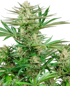 Malibu OG Gold - Feminised - Sensi Seeds