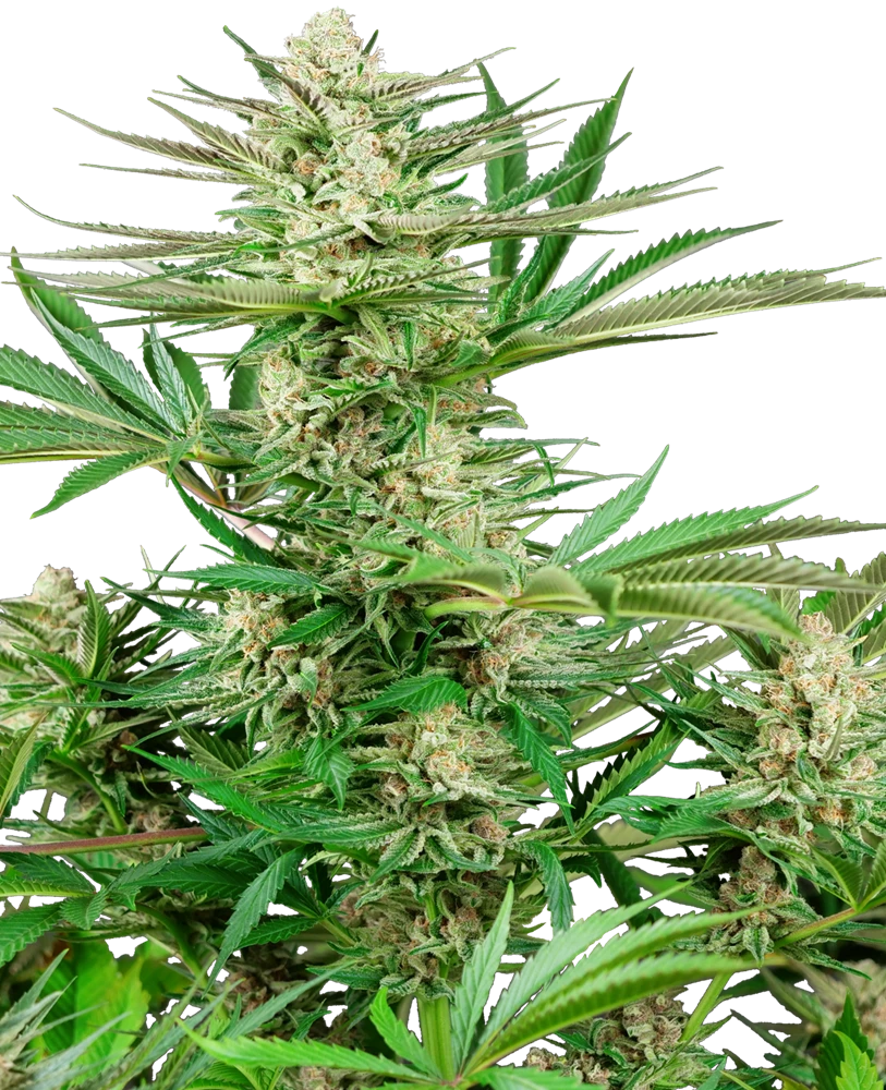 Malibu OG Gold - Feminised - Sensi Seeds 3 Malibu OG Gold - Feminised - Sensi Seeds